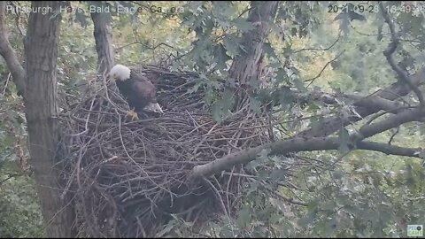 Hays Eagles Dad chases 2 Squirrels 2021 09 28 13:49