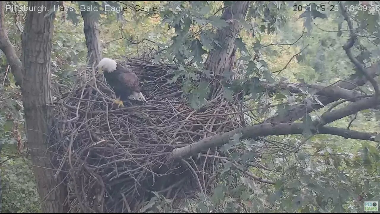 Hays Eagles Dad chases 2 Squirrels 2021 09 28 13:49