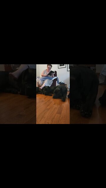 Cane Corsos Guard Grandma #shorts #viral #funnydogs
