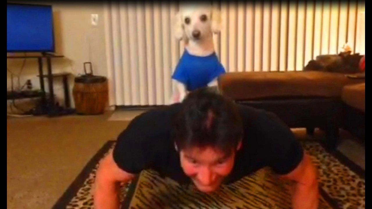 Small dog acts as owner's personal trainer