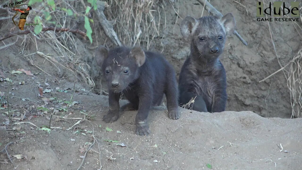 Watching Hyenas, Part 2