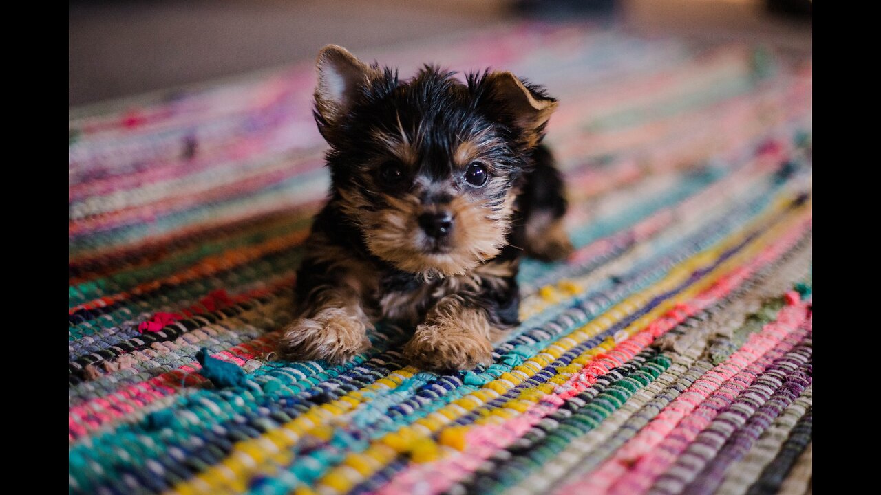 Cutest 🐶 puppies ever 🐽.