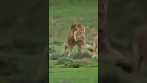 Lion playing with baby antelope