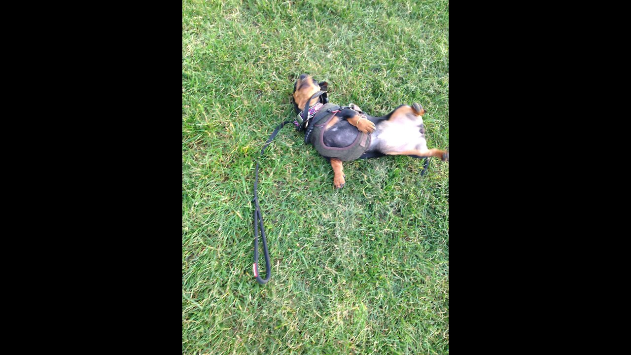 Happy Doggy Rolling Around 😊💘