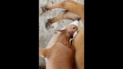 Cow child feeding milk her mother