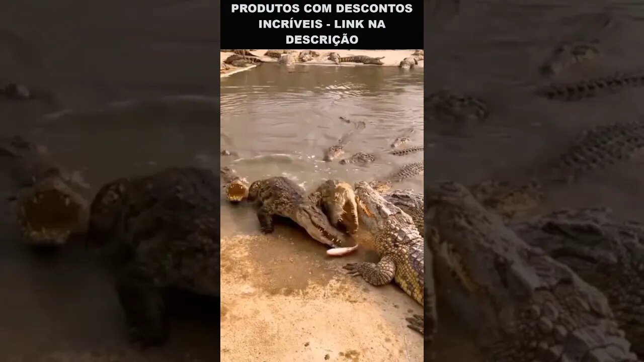 o peixe mais sortudo do mundo