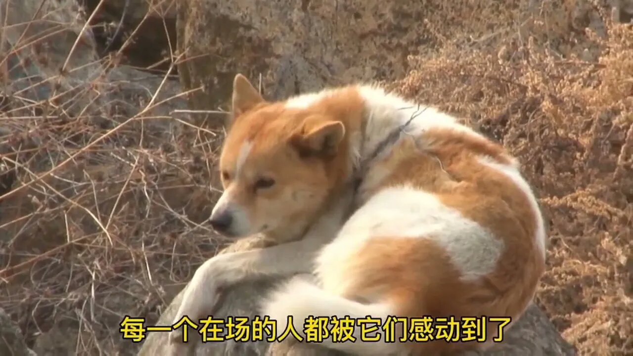 母爱的伟大不分物种,即使受狗贩子虐待也不畏惧#狗狗#萌宠#萌宠出道计划#宠物#流浪狗#