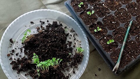 Pricking Out Seedlings: 'Victoria Blue' Salvia 🌱👌🏼