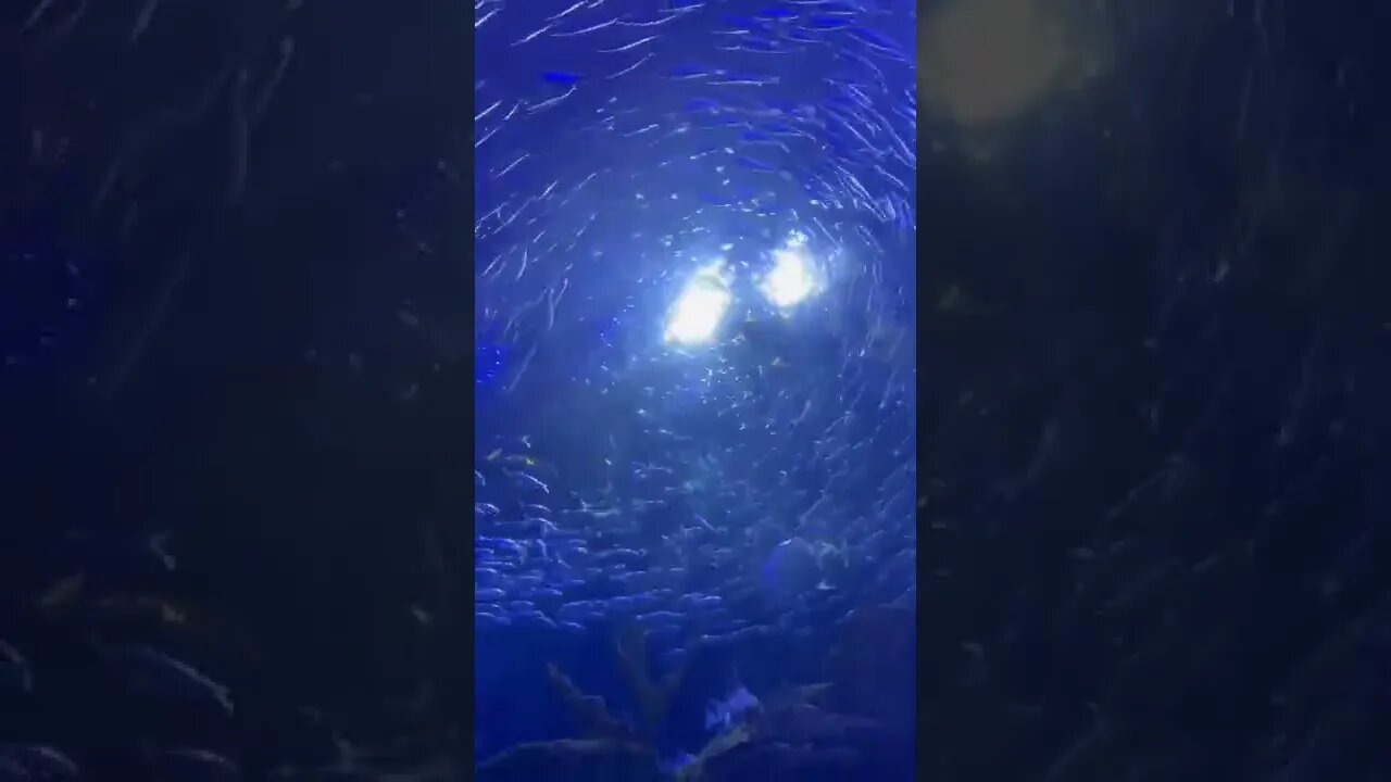 Do they ever bump into each other? 🐟🐟🐟🐟#seaworld #waterdance #waterviews #sealife #shorts