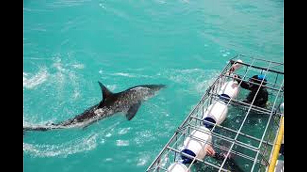 This shark is so aggressive that she attacks people in cage with full force