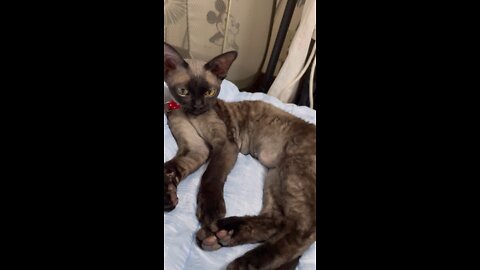 Devonrex TETO