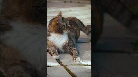funny cat videos | cute cat videos| cute animals funny cats #shorts #shortsfunny #cutecat #funnycat