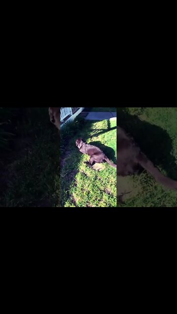 #Labrador Gangster. #shorts