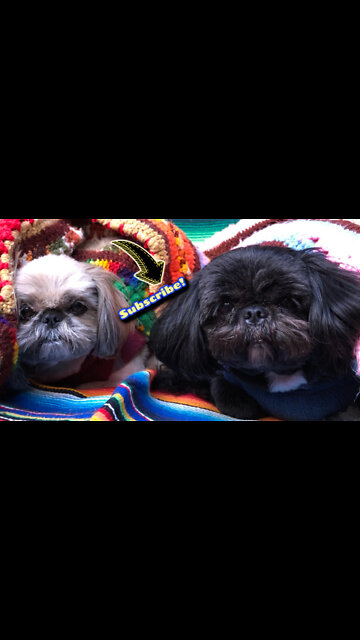 Our dog - Jax, playing with his snake #cutedogs #adorable #chineseimperial #tamararoseblodgett