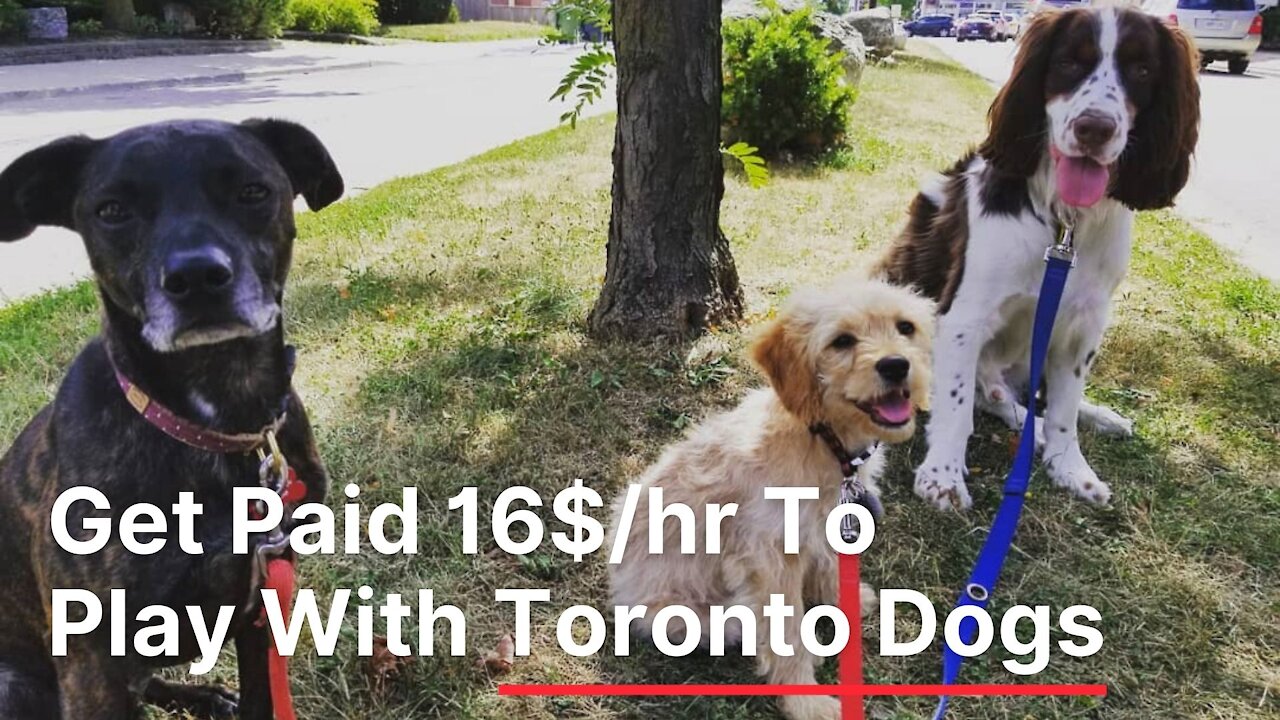 A Toronto Company Will Hire You To Chill With Dogs On The Weekend For $16 An Hour