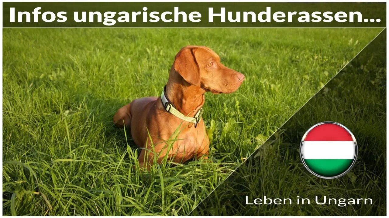 Infos ungarische Hunderassen - Leben in Ungarn