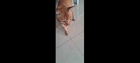 My Agressive Cat Funny Moment