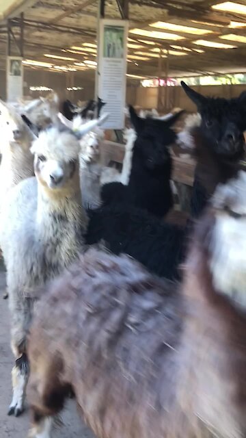 An alpaca stampede is something you don't want to miss