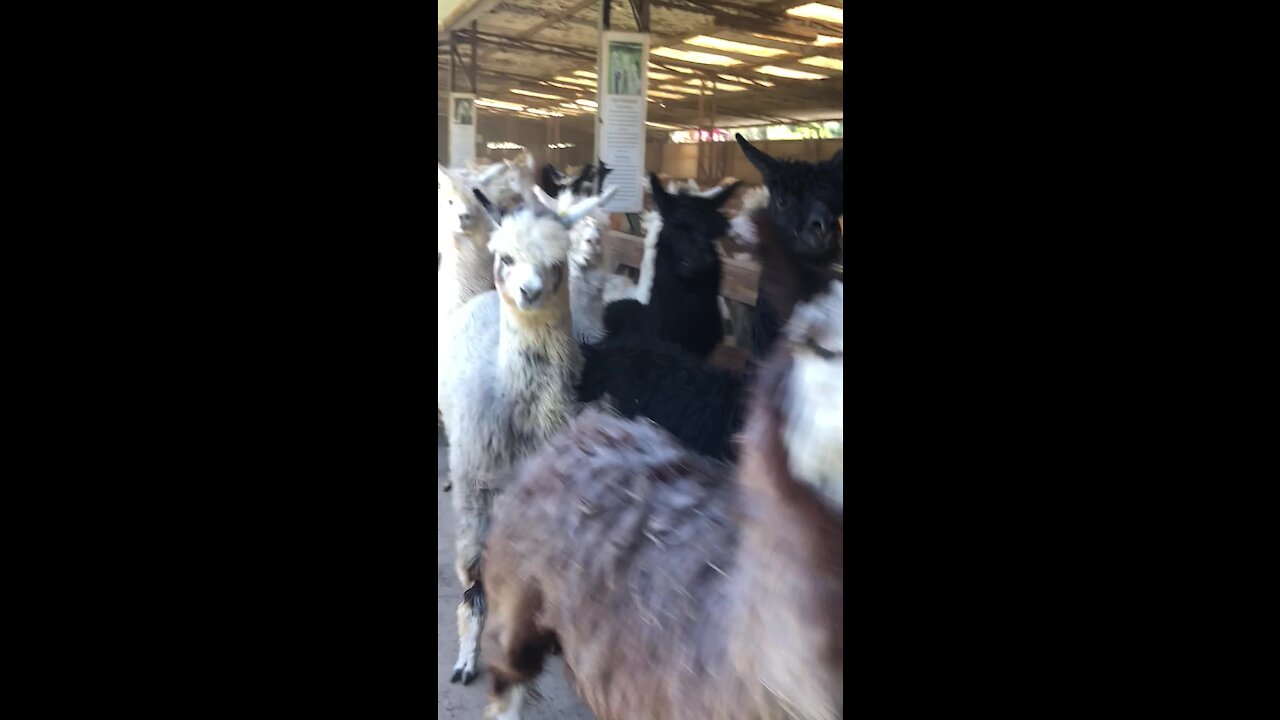 An alpaca stampede is something you don't want to miss