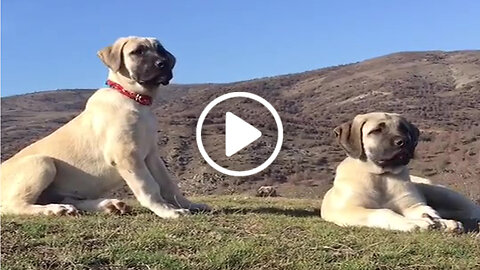 Young Malakli Shepherd Dogs