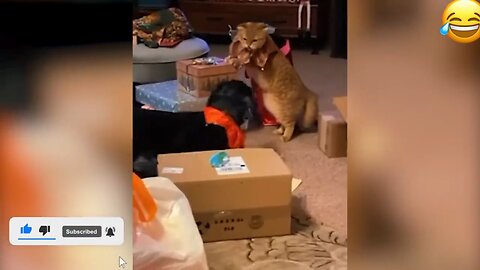 Hilarious Cats and Dogs Fighting 2😂😂😂