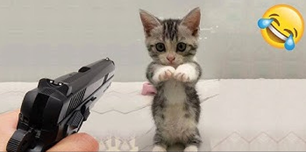 Funniest Dogs And Cats Videos 😁 - Best Funny Animal Videos 2023 😇