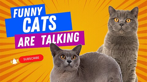 Cats are talking!! These cats understand English better than humans.