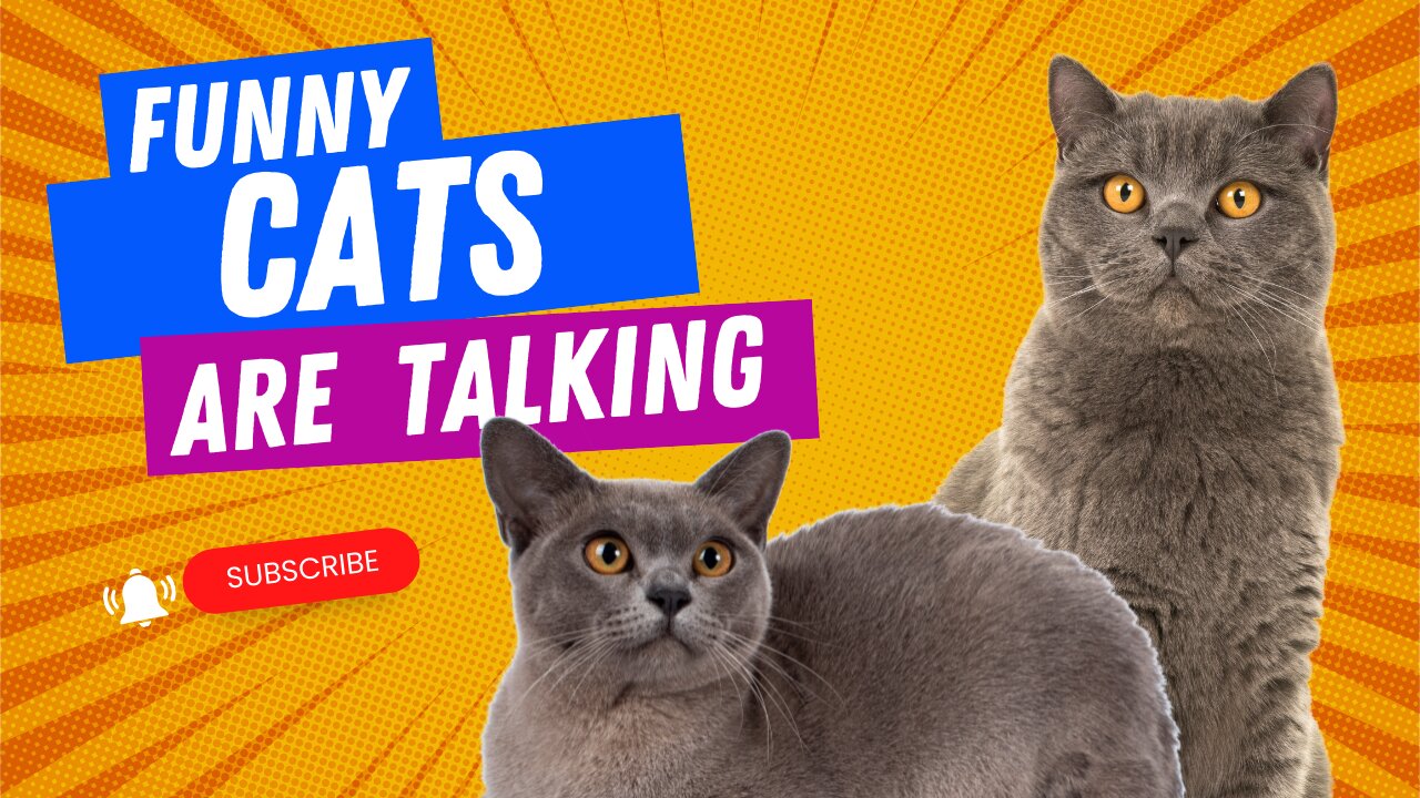 Cats are talking!! These cats understand English better than humans.