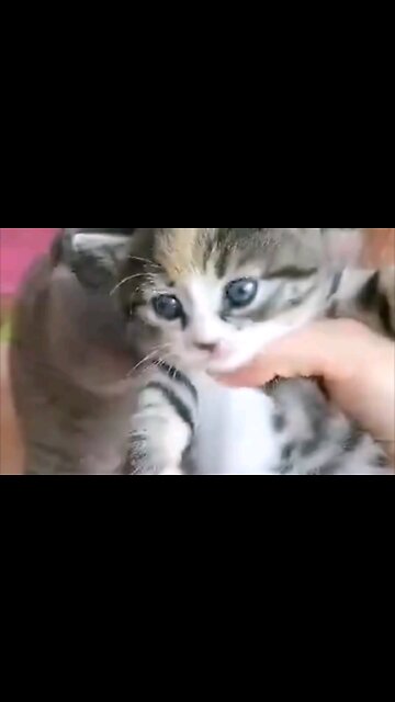 Lovely little milk cat