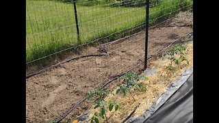 More Planting! Cucumbers and Beans by Seed.