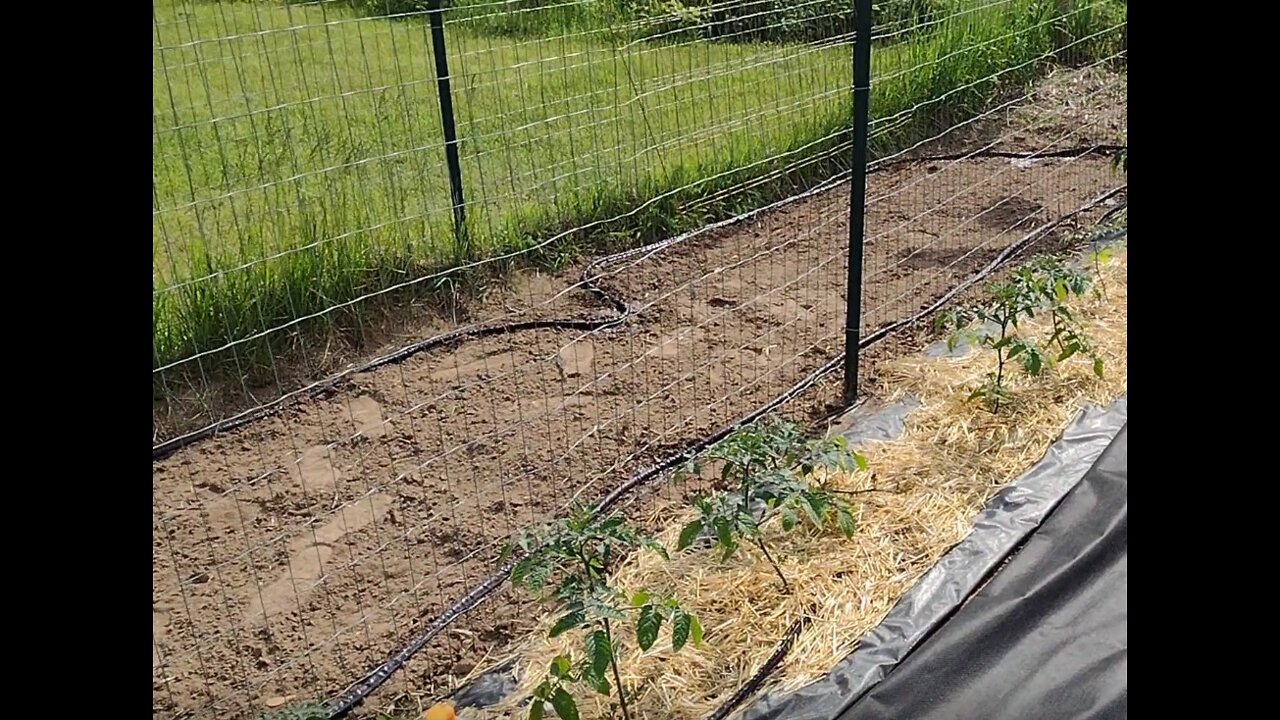 More Planting! Cucumbers and Beans by Seed.