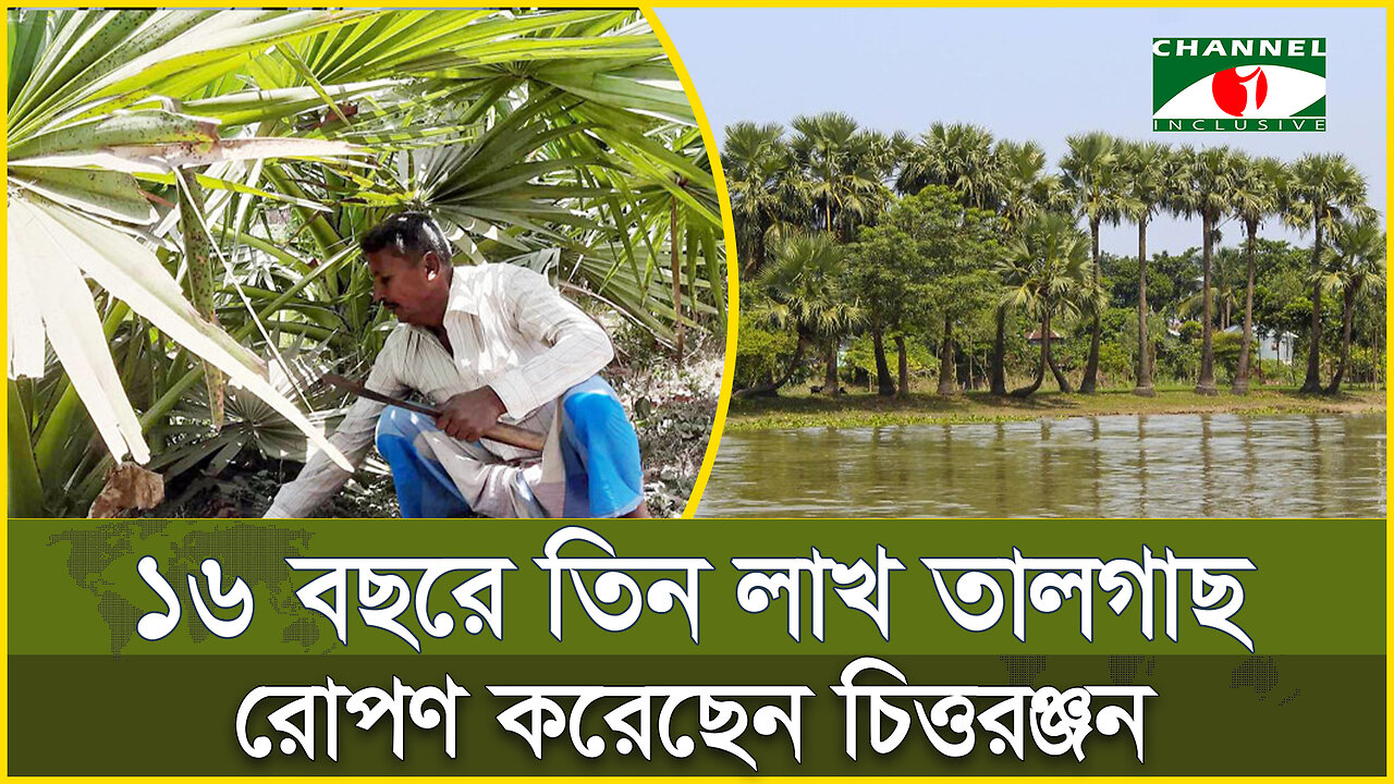 ৩ লাখ তালগাছ লাগিয়ে রেকর্ড বৃক্ষপ্রেমী চিত্তরঞ্জনের | Tree Plant Record | Palm Tree