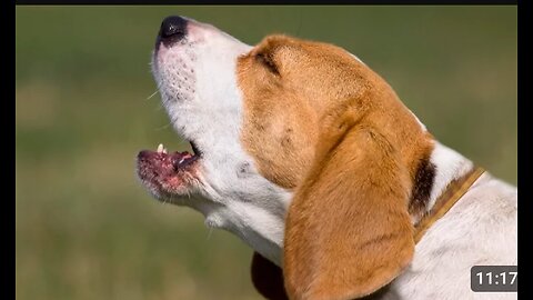 TOP 10 dog barking videos compilation 2023 dog- funny dogs dound- barking