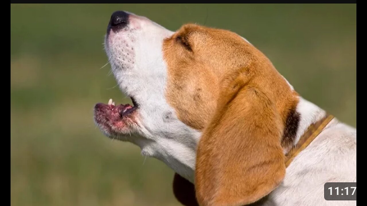 TOP 10 dog barking videos compilation 2023 dog- funny dogs dound- barking