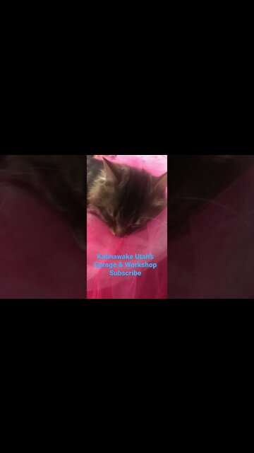 Just another cat nap - #shorts