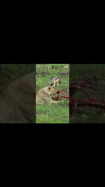Lioness And Jackal Cleaning Bones | Saturday #shorts