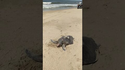 Mazatlan Beach playing