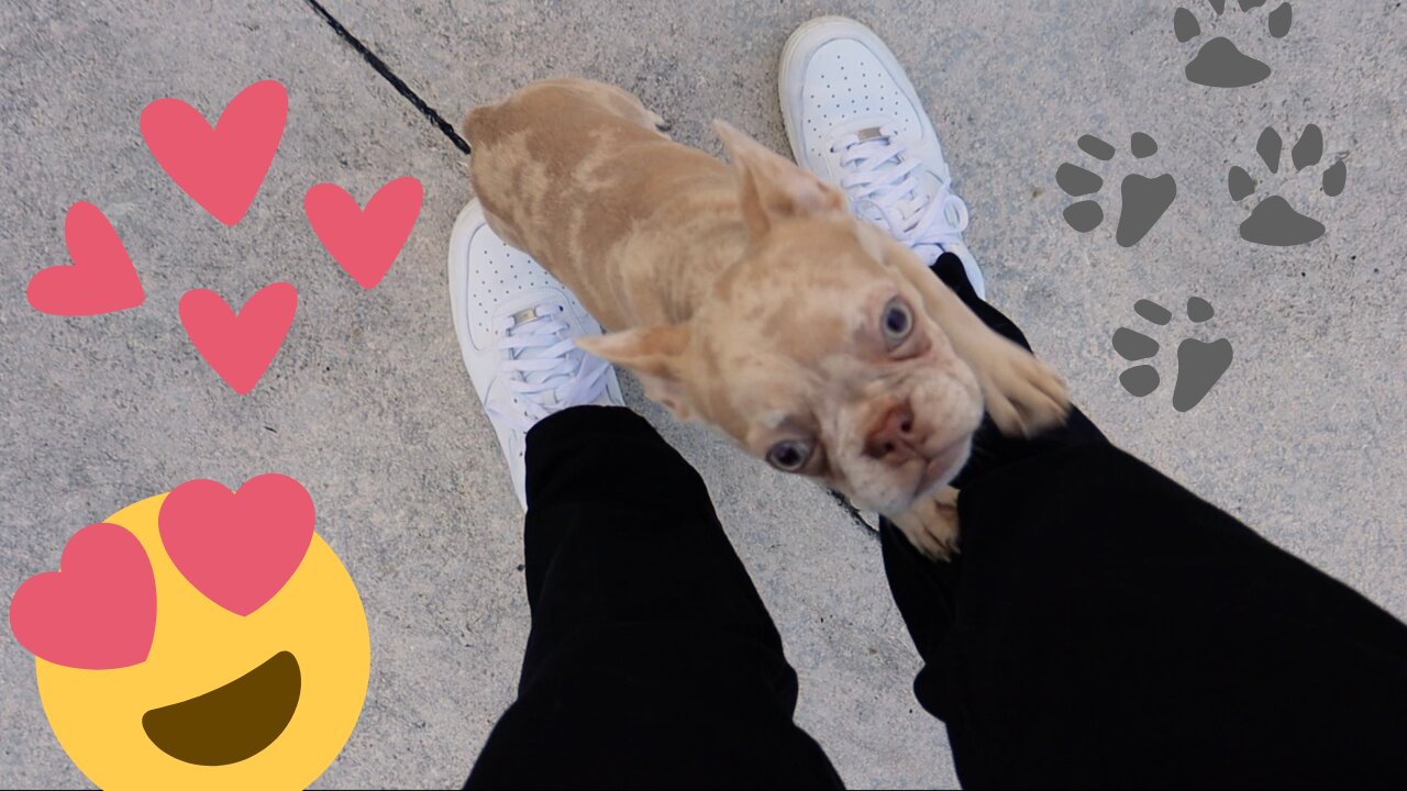 GOT A NEW PUPPY?!!?