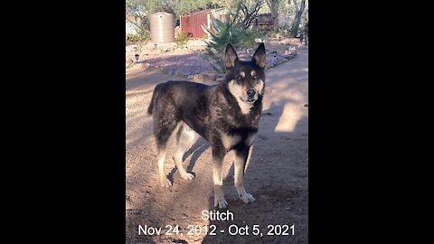 Stitch's Memorial Video