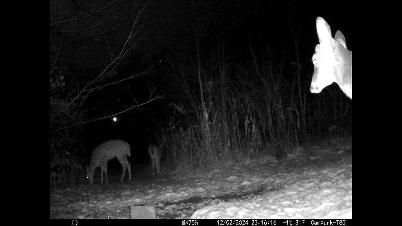 Deer Cam 12-02-2024