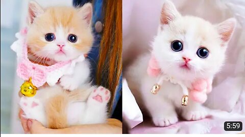 Baby cats-cute and funny