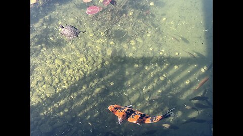 Still on the quest for koi fish, then I found turtles