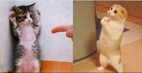 Funniest Animals