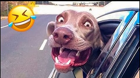 Funniest Dogs And Cats Videos 😅 - Best Funny Animal Videos 2023😜👌