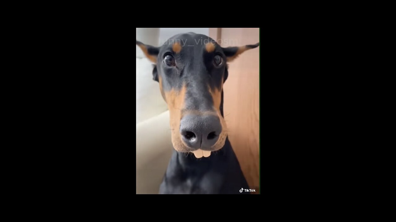 Animal funny video🤣🤣