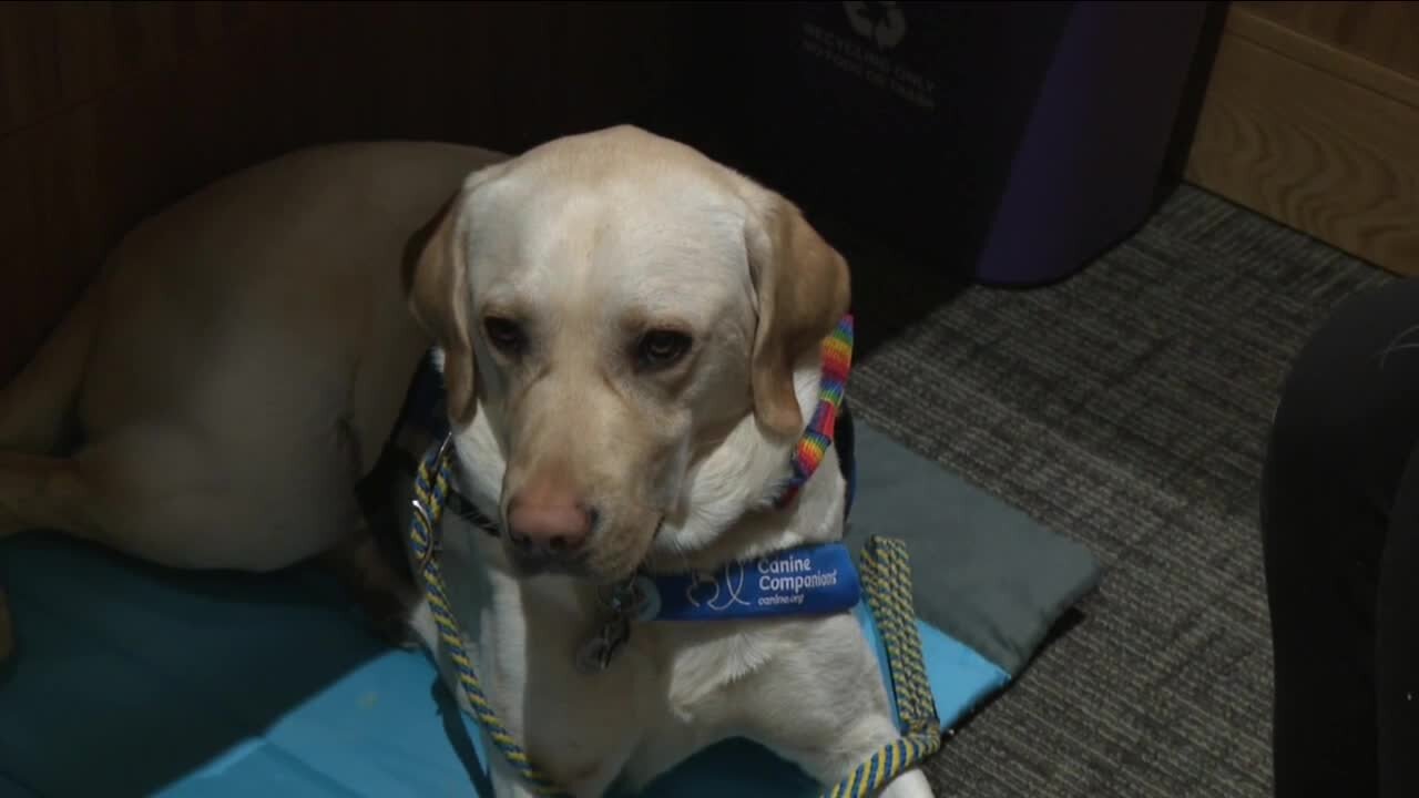 Denver's new employee is a dog