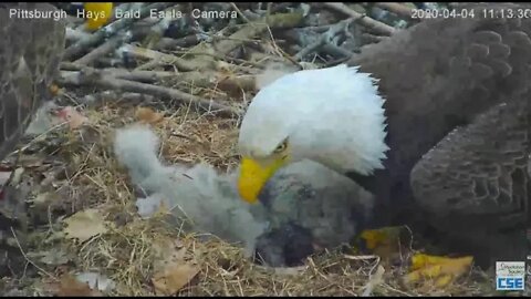 Hays Eagles Mom brings in big log 2020 04 04 1113am