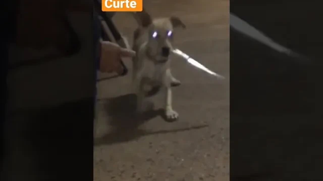 veja momentos em que cachorro ataca seu dono com uma faca inédito #short