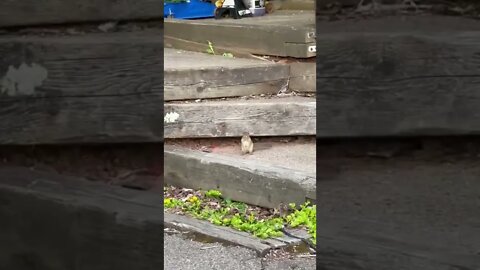 Zooming in on a Chipmunk