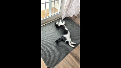 Cute stretchy cat ￼